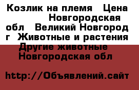 Козлик на племя › Цена ­ 3 000 - Новгородская обл., Великий Новгород г. Животные и растения » Другие животные   . Новгородская обл.